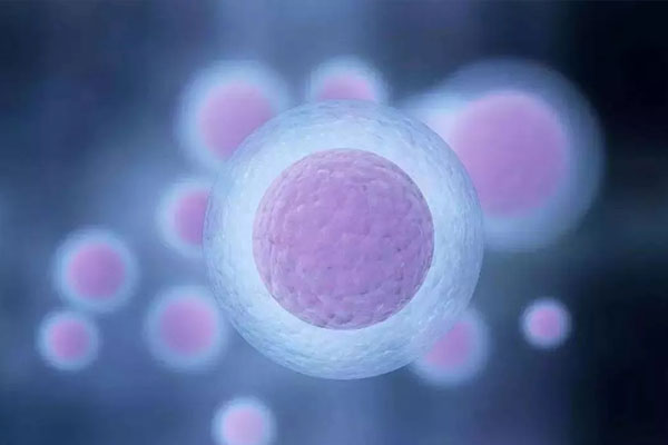 什么是5bb囊胚的成功率，什么是5bb囊胚的百分比