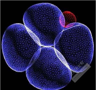 四细胞胚胎阶段的每个细胞都不一样
