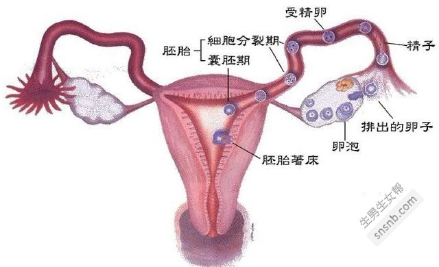 不是每个患有多囊卵巢的女性都不能怀孕？