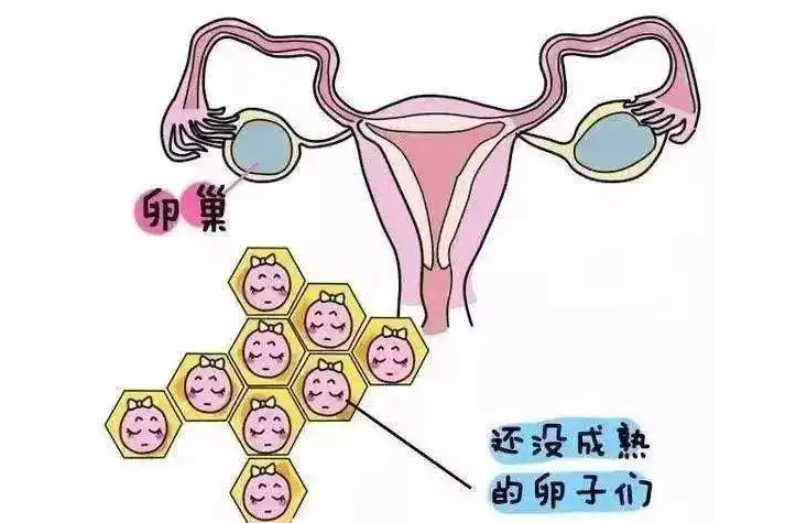 广州正规捐卵医院-我怎样才能知道我的卵泡发育得如何？卵泡发育不良的试管婴儿的成功率如何？