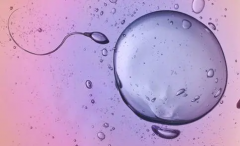 温州供卵助孕生儿子多少钱：精子和卵子