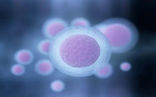 南宁60岁供卵试管：胚胎培育成囊胚后的成功率高吗？需要哪些步骤？