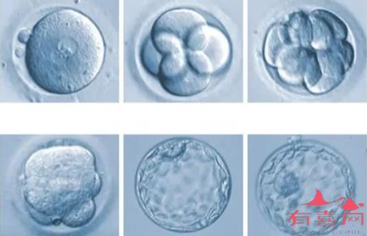 许昌供卵机构成功率排名：4cb囊胚的质量好吗，可以移植吗？