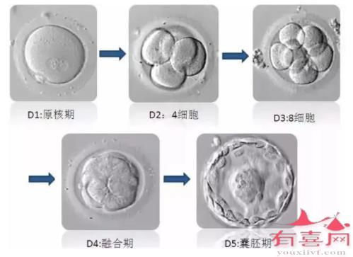 许昌供卵机构成功率排名：4cb囊胚的质量好吗，可以移植吗？