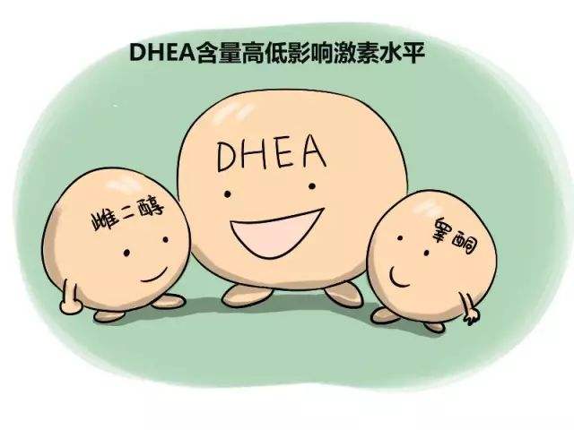 滁州供卵公司包成功费用-服用Dhea对卵巢功能是好是坏，看看它到底有什么作用