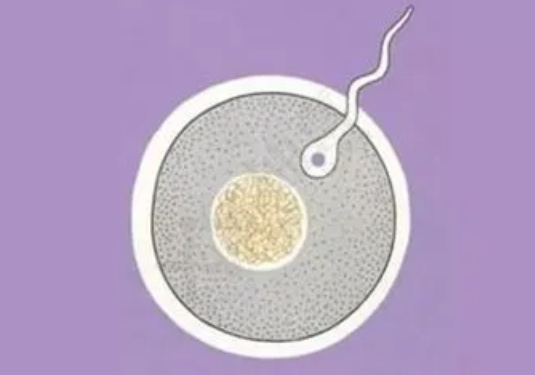 重庆捐卵-健康的身体环境对你的卵泡快速发育很重要